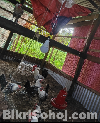 ফাউমি মুরগির বীজ ডিম